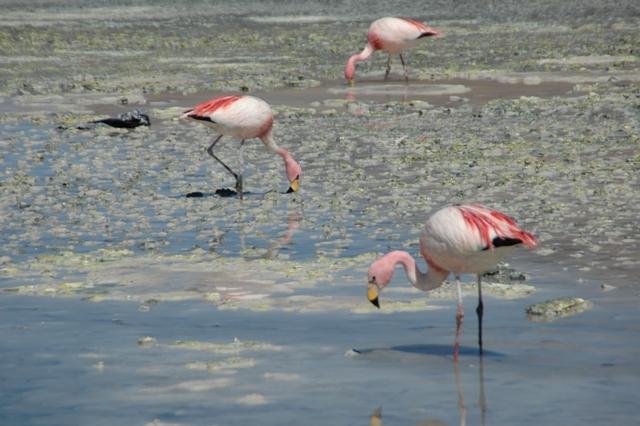 477_Bolivien_Altiplano_Flamingos.JPG