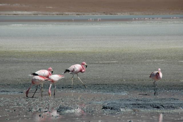 478_Bolivien_Altiplano_Flamingos.JPG