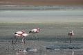 478_Bolivien_Altiplano_Flamingos