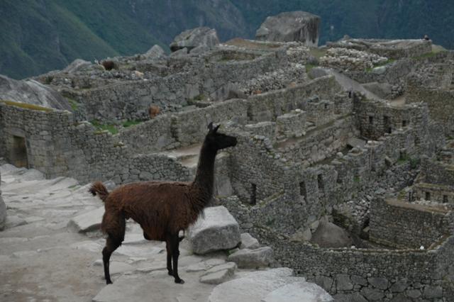 315_Peru_Inkatrail_Machu_Picchu_Lama.JPG
