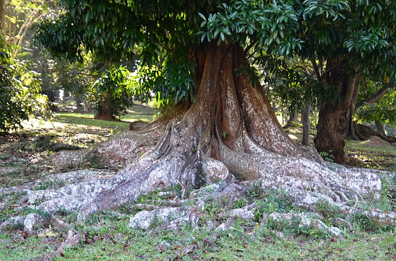 279_Sri_Lanka_Kandy_Botanic_Gardens.JPG