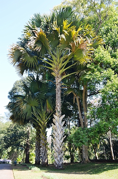 283_Sri_Lanka_Kandy_Botanic_Gardens.JPG