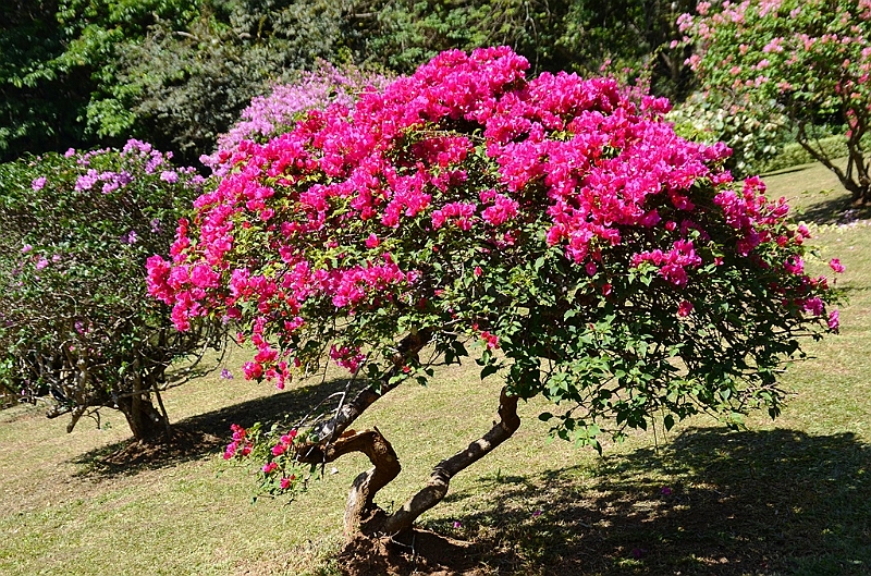 286_Sri_Lanka_Kandy_Botanic_Gardens.JPG
