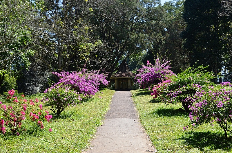 294_Sri_Lanka_Kandy_Botanic_Gardens.JPG