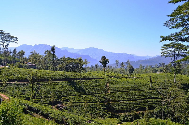355_Sri_Lanka_Tee_Plantation.JPG