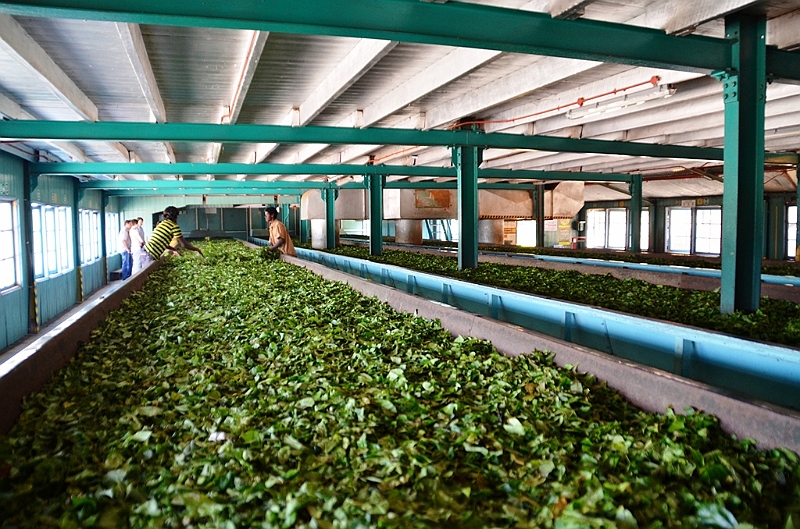 356_Sri_Lanka_Tee_Plantation.JPG