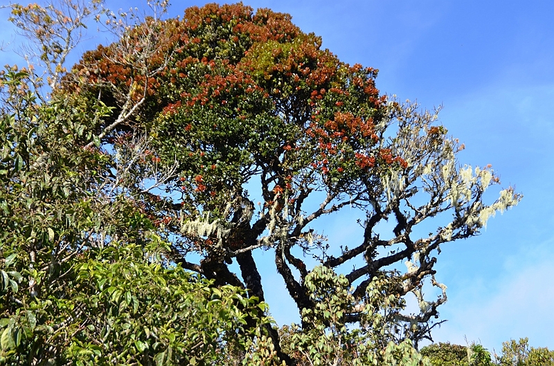 397_Sri_Lanka_Horton_Plains_NP.JPG