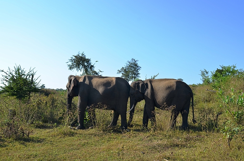 496_Sri_Lanka_Udawalawe_NP.JPG