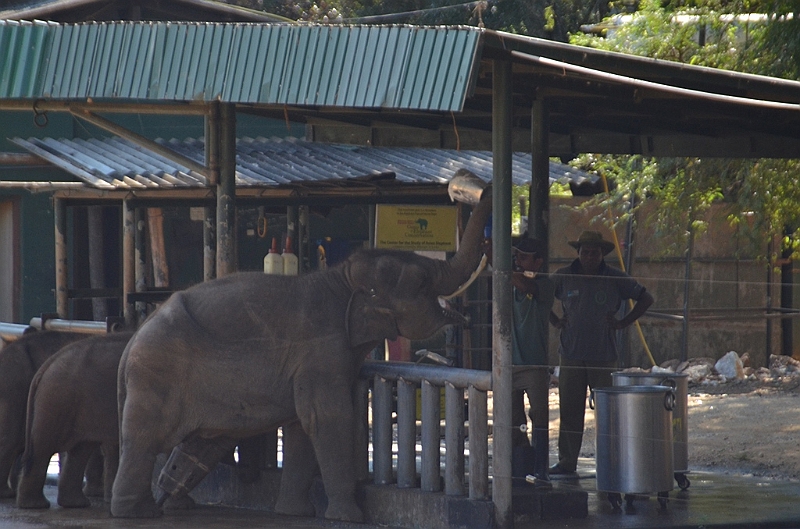504_Sri_Lanka_Elephant_Transit_Home.JPG