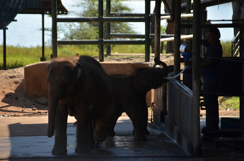 505_Sri_Lanka_Elephant_Transit_Home.JPG