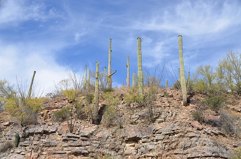 058_USA_Saguaro_National_Park.JPG