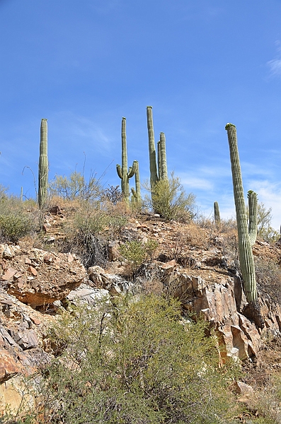 059_USA_Saguaro_National_Park.JPG