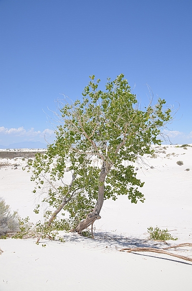 106_USA_White_Sands_National_Monument.JPG