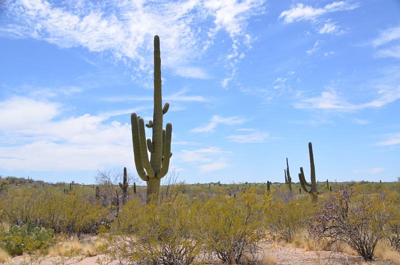 069_Arizona_Tucson_Saguaro_NP16.JPG
