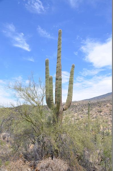 072_Arizona_Tucson_Saguaro_NP19.JPG