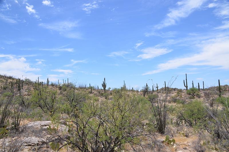 073_Arizona_Tucson_Saguaro_NP20.JPG