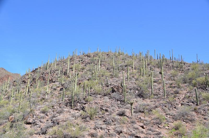 079_Arizona_Tucson_Saguaro_NP01.JPG