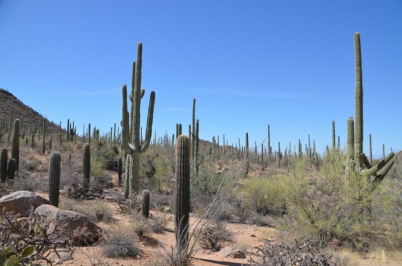 091_Arizona_Tucson_Saguaro_NP13.JPG