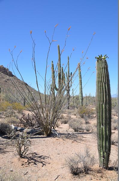 095_Arizona_Tucson_Saguaro_NP17.JPG