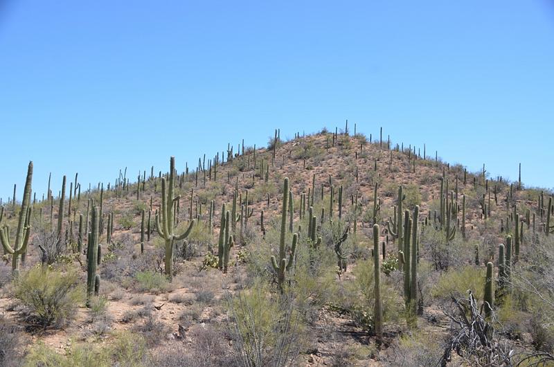 096_Arizona_Tucson_Saguaro_NP18.JPG