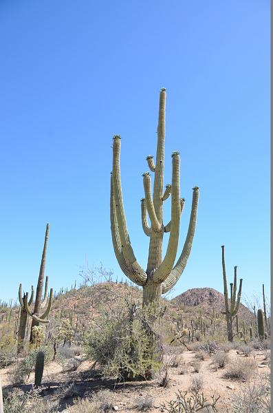 100_Arizona_Tucson_Saguaro_NP22.JPG