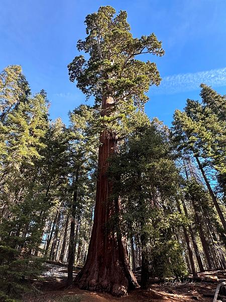 177_USA_Kalifornien_Sequoia_NP.JPG