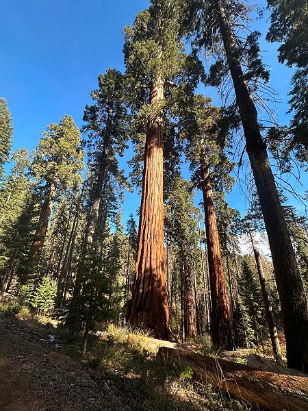 185_USA_Kalifornien_Sequoia_NP.JPG