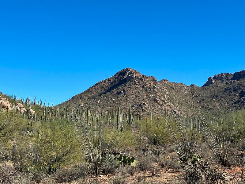 374_USA_Arizona_Saguaro_NP.JPG