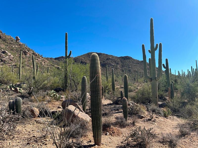 376_USA_Arizona_Saguaro_NP.JPG