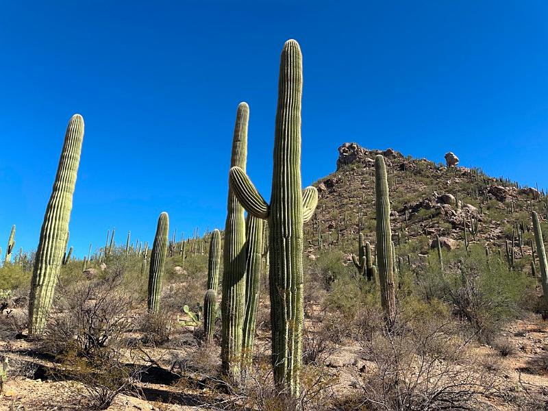 377_USA_Arizona_Saguaro_NP.JPG
