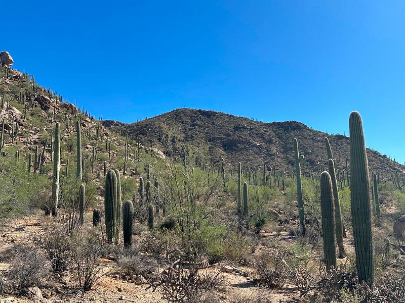 378_USA_Arizona_Saguaro_NP.JPG