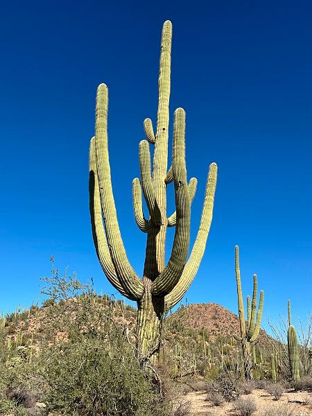 380_USA_Arizona_Saguaro_NP.JPG