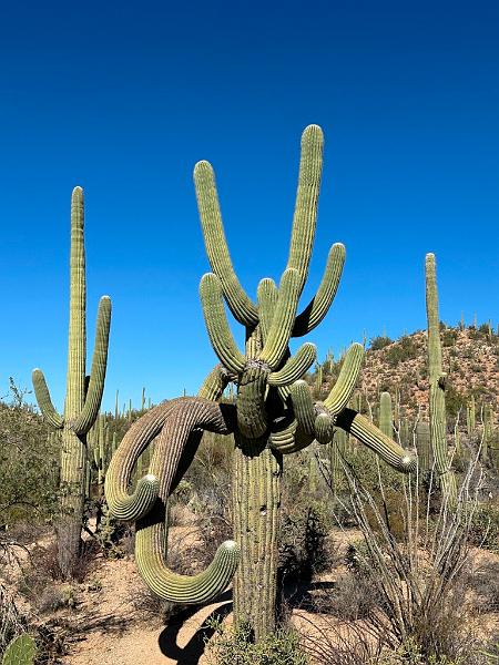 381_USA_Arizona_Saguaro_NP.JPG