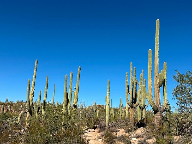 383_USA_Arizona_Saguaro_NP.JPG