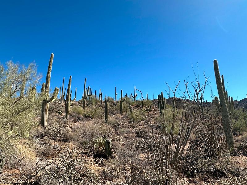 385_USA_Arizona_Saguaro_NP.JPG