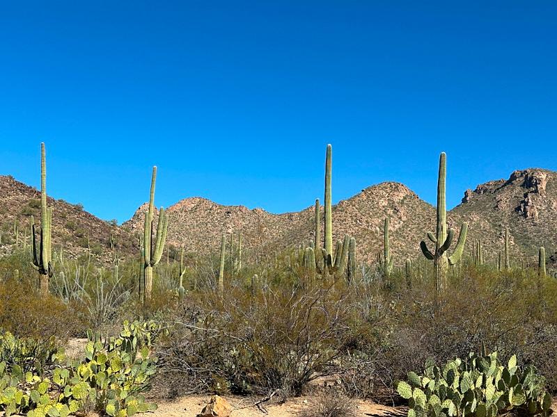 386_USA_Arizona_Saguaro_NP.JPG