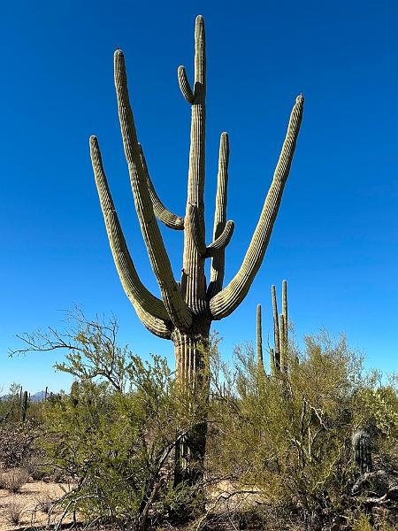 388_USA_Arizona_Saguaro_NP.JPG