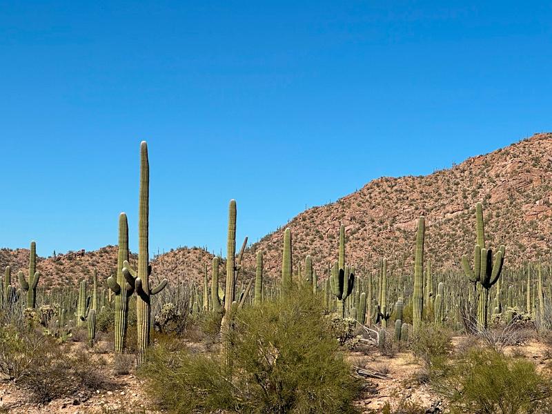 391_USA_Arizona_Saguaro_NP.JPG