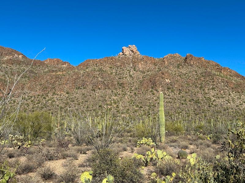 393_USA_Arizona_Saguaro_NP.JPG