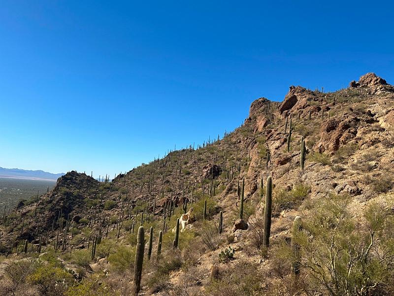 397_USA_Arizona_Saguaro_NP.JPG