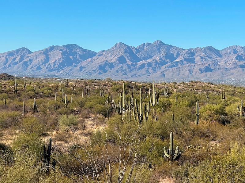 403_USA_Arizona_Saguaro_NP.JPG