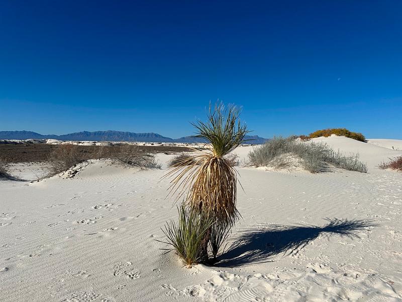 429_USA_New_Mexico_White_Sands_NP.JPG