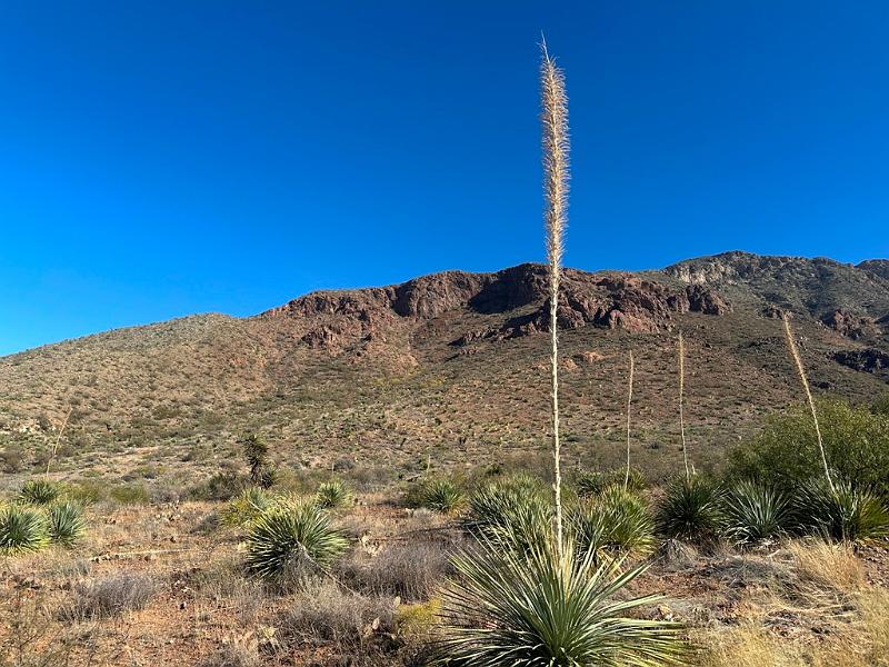 451_USA_Texas_Franklin_Mountains_State_Park.JPG