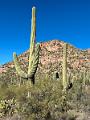 375_USA_Arizona_Saguaro_NP