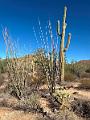 384_USA_Arizona_Saguaro_NP