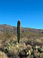 399_USA_Arizona_Saguaro_NP