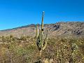 401_USA_Arizona_Saguaro_NP